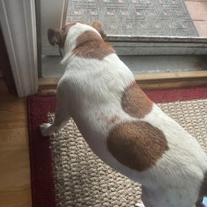 Meet your Posher, Harley